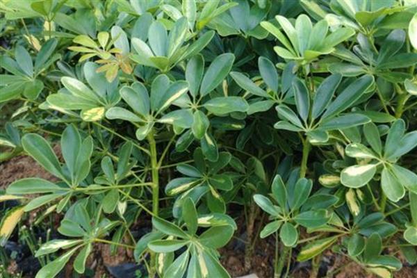 鹅掌木的花语,寓意自然和谐、乐观向上等