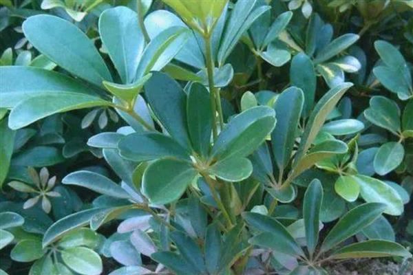 鹅掌木的花语,寓意自然和谐、乐观向上等