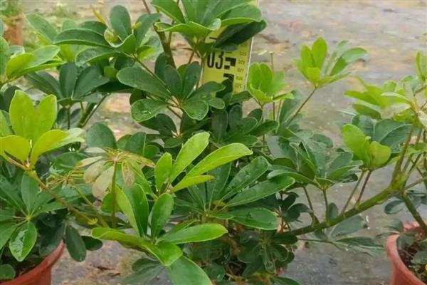 鹅掌木的花语,寓意自然和谐、乐观向上等