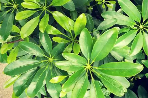 鹅掌木的花语,寓意自然和谐、乐观向上等