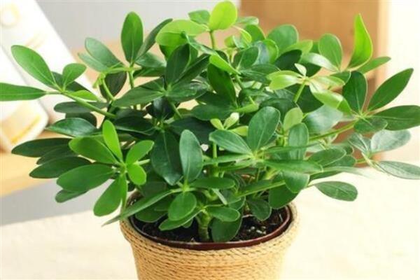 鹅掌木的花语,寓意自然和谐、乐观向上等