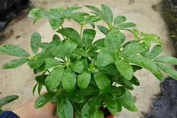 鹅掌木的花语,寓意自然和谐、乐观向上等