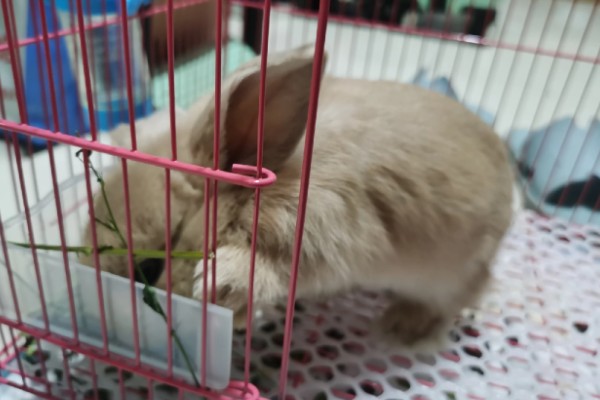 兔子肺炎的症状，常表现为频繁咳嗽、打喷嚏等