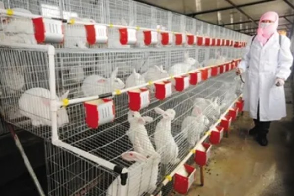 兔子肺炎的症状，常表现为频繁咳嗽、打喷嚏等