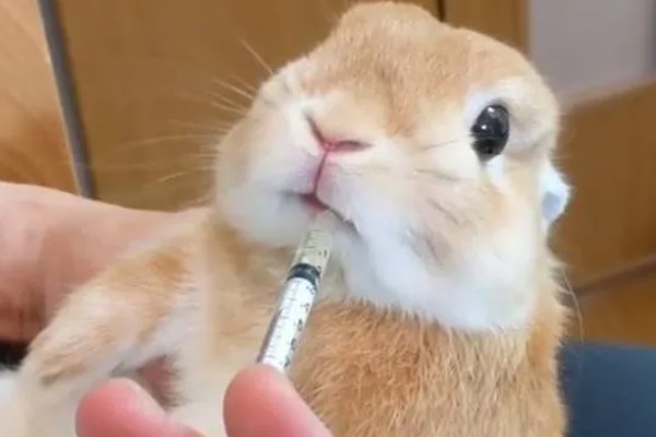 兔子肺炎的症状，常表现为频繁咳嗽、打喷嚏等