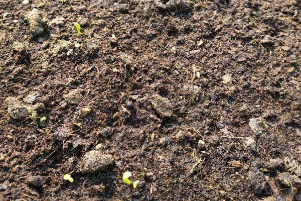 木耳菜的种植温度，适合20℃-30℃种植