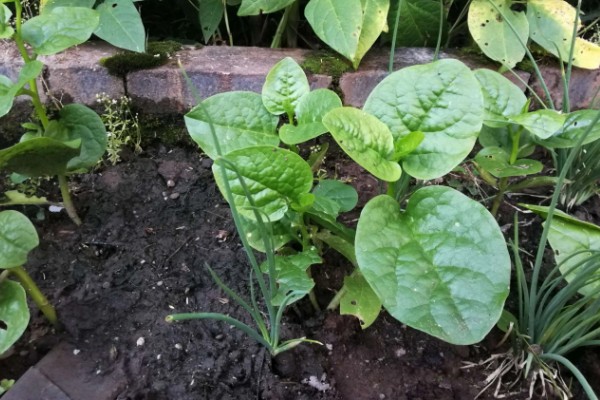 木耳菜的种植温度，适合20℃-30℃种植