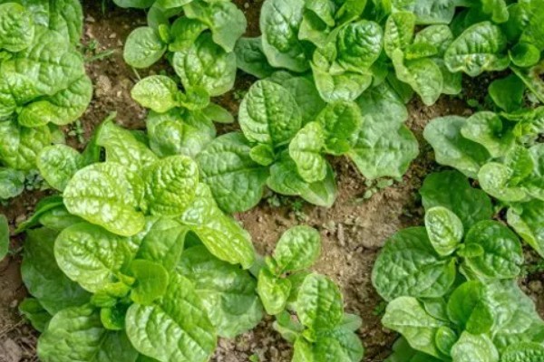 木耳菜的种植温度，适合20℃-30℃种植