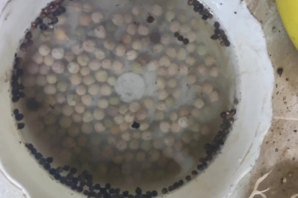 木耳菜的种植温度，适合20℃-30℃种植