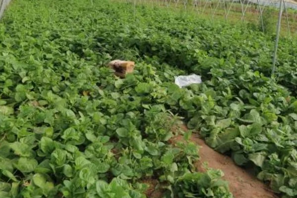 木耳菜的种植温度，适合20℃-30℃种植