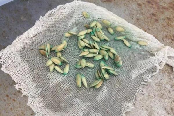 黄瓜种浸泡多久催芽，通常浸泡24小时催芽