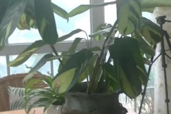 飞羽竹芋叶子干枯卷曲怎么办，浇水过少需及时提供水分