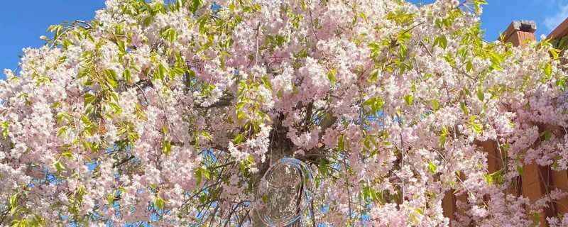 樱花的修剪季节，主要在夏秋季节进行
