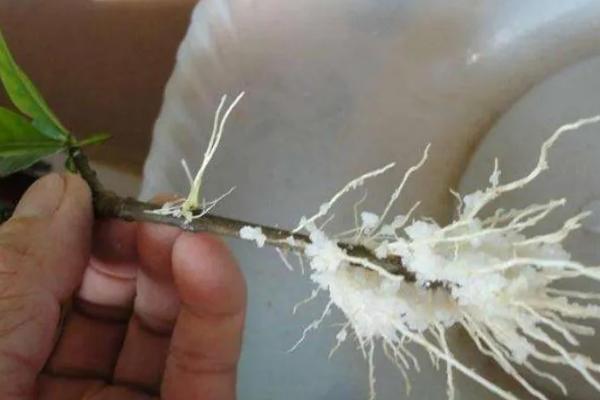 多菌灵用后多长时间再浇生根粉，15-20分钟后即可