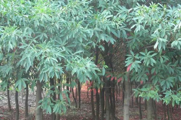 杜英树和女贞树的区别，品种和枝叶均不同