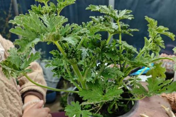 夜蚊子怕什么植物,它们害怕驱蚊草、清香木等