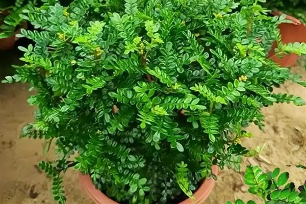 夜蚊子怕什么植物,它们害怕驱蚊草、清香木等