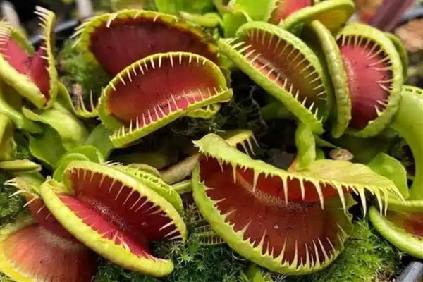 夜蚊子怕什么植物,它们害怕驱蚊草、清香木等