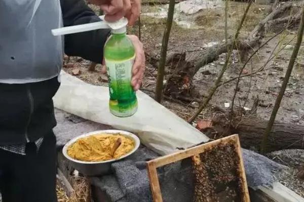 如何防治中蜂病虫害，预防爬蜂病要定期给蜂具消毒