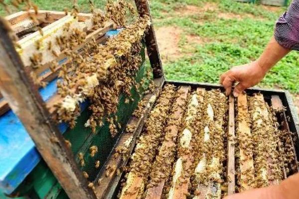 如何防治中蜂病虫害，预防爬蜂病要定期给蜂具消毒