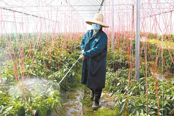 辣椒落叶病用什么药，发病初期用甲基托布津可湿性粉剂