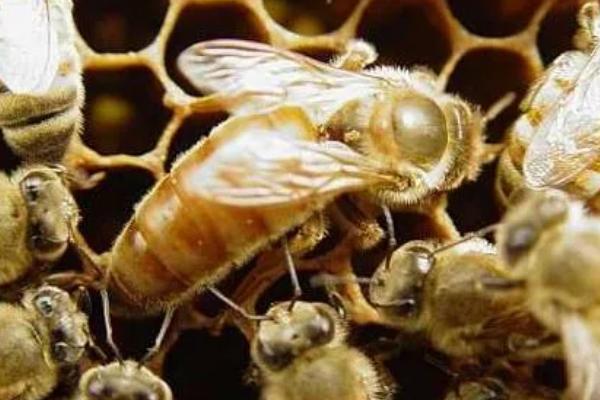 如何防治中蜂病虫害，预防爬蜂病要定期给蜂具消毒