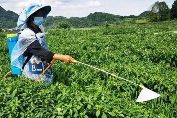 辣椒落叶病用什么药，发病初期用甲基托布津可湿性粉剂