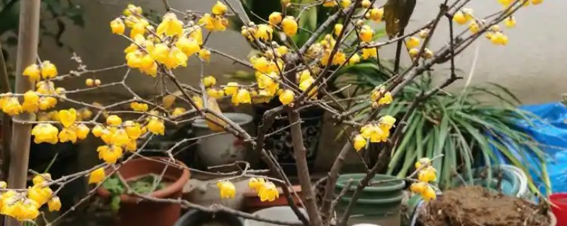 腊梅什么时候移栽，冬春季节都很合适