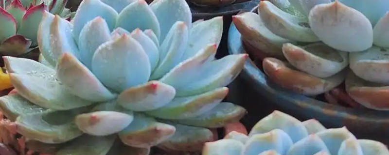 多肉的种植方式，播种后要覆盖细土和薄膜
