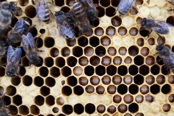 如何防治中蜂病虫害，预防爬蜂病要定期给蜂具消毒
