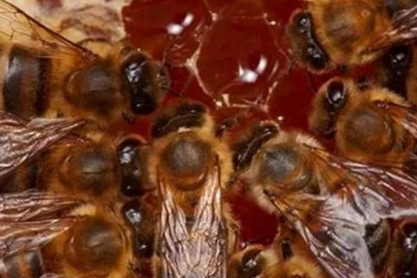 如何防治中蜂病虫害，预防爬蜂病要定期给蜂具消毒