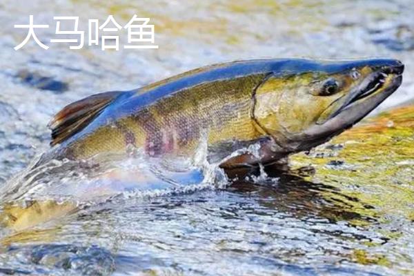 大马哈鱼的种类，常见的有狗鲑、粉红鲑等