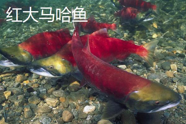 大马哈鱼的种类，常见的有狗鲑、粉红鲑等
