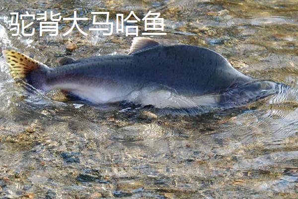 大马哈鱼的种类，常见的有狗鲑、粉红鲑等