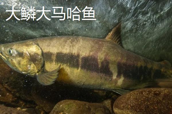 大马哈鱼的种类，常见的有狗鲑、粉红鲑等