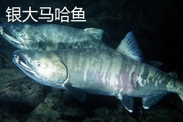 大马哈鱼的种类，常见的有狗鲑、粉红鲑等