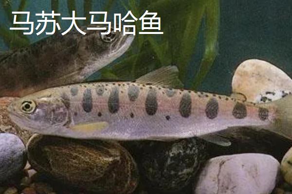 大马哈鱼的种类，常见的有狗鲑、粉红鲑等