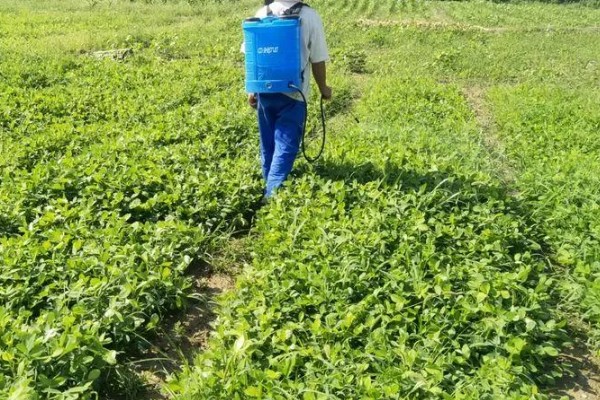 敌草胺与乙草胺的区别，物理性质和作用机理均不同