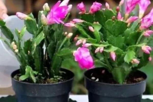 蟹爪兰如何嫁接繁殖，在春秋季节进行