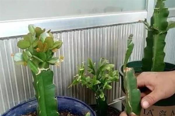 蟹爪兰如何嫁接繁殖，在春秋季节进行