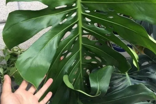 龟背竹黄叶怎么修剪，严重变黄则需要修剪