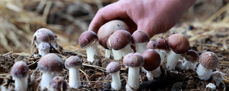 食用菌的实体形态，常见的有伞状子实体、贝壳状子实体等