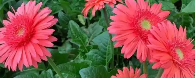 扶郎花的花语，寓意互敬互爱、神秘等