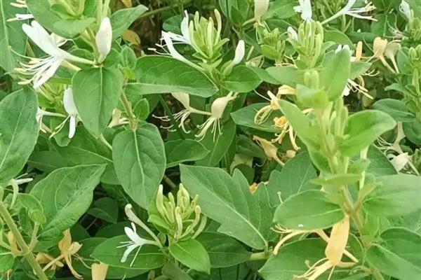 耐寒耐旱庭院的常绿植物，有金银花、茶花等
