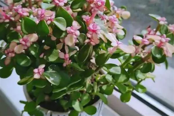 耐寒耐旱庭院的常绿植物，有金银花、茶花等