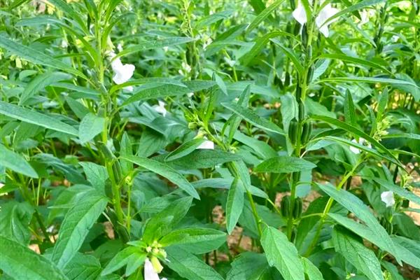 芝麻的亩产量，为80-100公斤左右