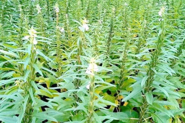 芝麻的亩产量，为80-100公斤左右