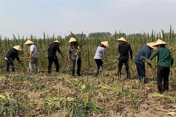 芝麻的亩产量，为80-100公斤左右