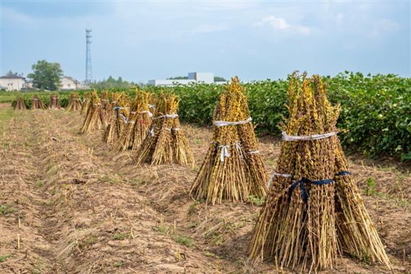 芝麻的亩产量，为80-100公斤左右