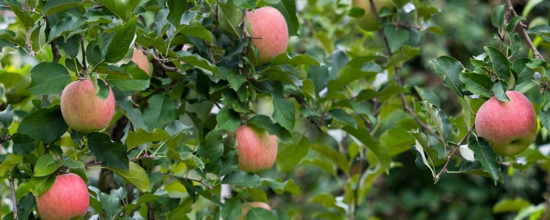 果树春季怎么管理，发芽前刮除老粗皮可降低病虫害的基数